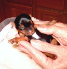 OuryorkiesbabyCaisse